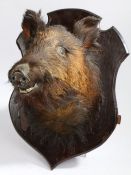 Taxidermy wild boar (Ferox Aper), mounted on a brown painted shield, 49cm wide, 67cm high, 50cm