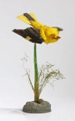 Taxidermy Eurasian Golden Oriole (Orioilus oriolus), modelled in flight above a grass decorated rock