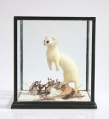 Taxidermy stoat in ermine (Mustela Erminea), modelled standing on a piece of wood amongst ferns