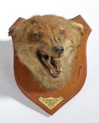 Taxidermy fox (Vulpes vulpes), mounted on an oak shield with inscription "MR SPOONER'S HOUNDS KILLED