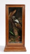 Taxidermy lesser spotted woodpecker (Dryobates minor), modelled on a log with bracket fungus above a