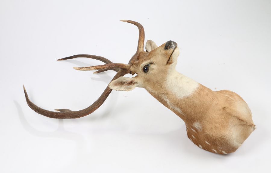 Taxidermy chital or axis deer (Axis Axis), circa mid 20th century, six points, from the wall 48cm, - Image 2 of 2
