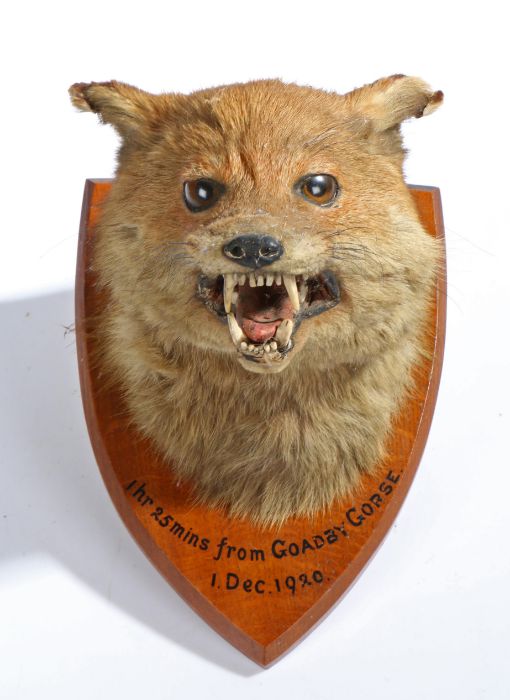 Taxidermy fox (Vulpes Vulpes) by L.W. Bartlett & Son, 23 High Street Banbury, mounted on an oak