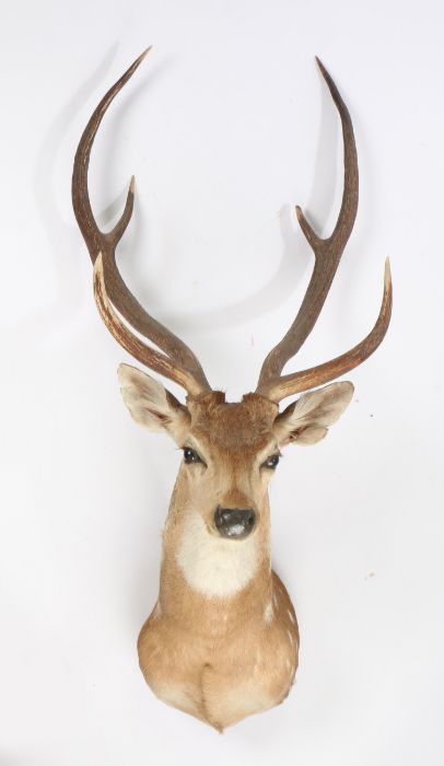 Taxidermy chital or axis deer (Axis Axis), circa mid 20th century, six points, from the wall 48cm,