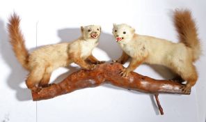 Taxidermy pair of stoats (Mustela Erminea), modelled on a log, 90cm wide