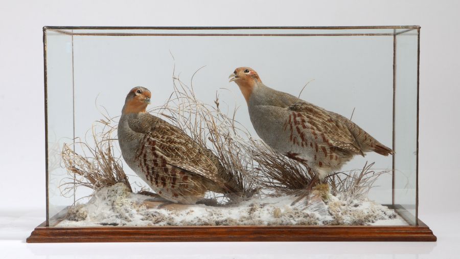 Taxidermy study depicting two English partridges (Perdix Perdix), modelled in a snowy landscape,