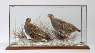 Taxidermy study depicting two English partridges (Perdix Perdix), modelled in a snowy landscape,