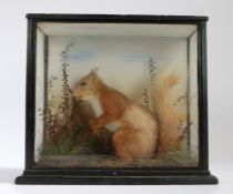 Taxidermy study depicting a red squirrel (Sciurus Vulgaris), modelled holding an acorn, housed in an