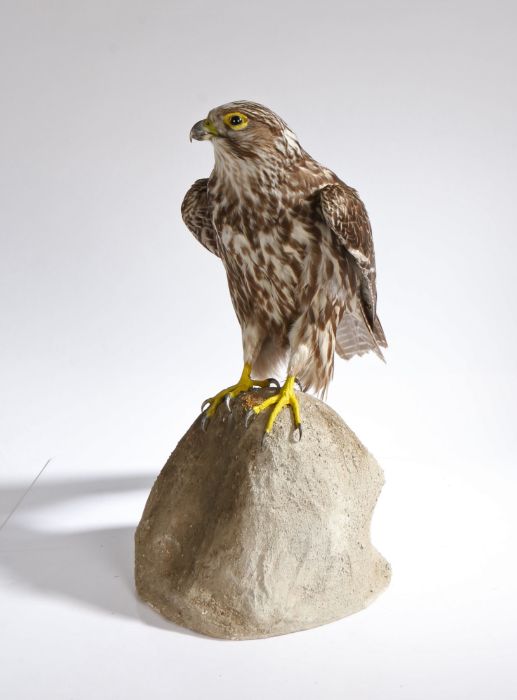 Taxidermy buzzard (Buteo Buteo), modelled on a simulated rocky outcrop, 53cm high