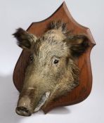 Taxidermy wild boar (Ferox Aper), mounted on an oak shield, 44cm wide, 62.5cm high, 45cm deep