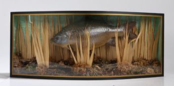 Faux taxidermy model of a carp, modelled in a naturalistic setting with reeds, housed in a bow