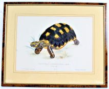 Two prints depicting tortoises titled "Testudo Carbonaria" and "Testudo Radiata", print depicting