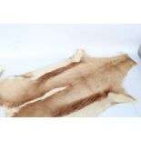 A springbok skin rug, with a light brown body and white accents, 100cm long 63cm wide