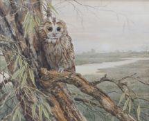 Neil Cox (British, Born 1955) 'Crack Willow - Tawny Owl'