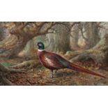 Johannes Gerardus Keulemans (Dutch, 1842-1912) 'Pheasant from Lord Rothschild's Preserve'