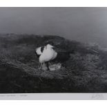 Eric John Hosking O.B.E (British, 1909-1991) 'Avocet with Young, Suffolk'