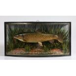 William Frederick Homer (British, Early 20th Century) Taxidermy Trout