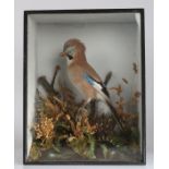 John Alexander Cole of Norwich (1838-1906) Cased Taxidermy of a Jay