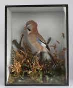 John Alexander Cole of Norwich (1838-1906) Cased Taxidermy of a Jay