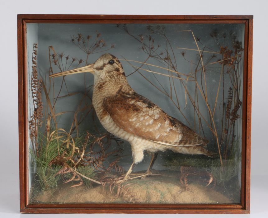John Alexander Cole of Norwich (1838-1906) Cased Taxidermy of a Woodcock