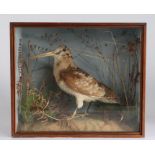 John Alexander Cole of Norwich (1838-1906) Cased Taxidermy of a Woodcock
