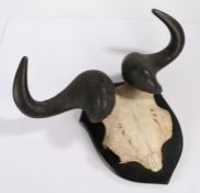 Taxidermy blue wildebeest (Connochaetes Taurinus), mounted with horns to the skull on a shield, 47cm