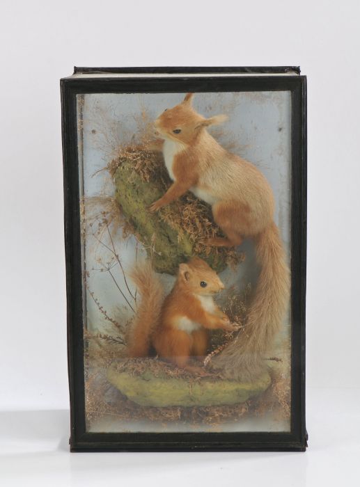 Taxidermy; Red Squirrels (Sciurus vulgaris) Mounted by George Bazeley, 12 Horsemarket, - Image 2 of 2