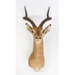 Taxidermy southern impala (Aepyceros Malampus Malampus), with a Rowland Ward Certificate of