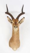 Taxidermy southern impala (Aepyceros Malampus Malampus), with a Rowland Ward Certificate of