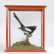 Taxidermy Eurasian magpie (pica pica), modelled perched on a branch with tail raised and beak