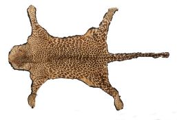 Late Victorian Leopard skin rug, from nose to tail 186cm long