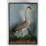 Taxidermy heron (Ardea cinerea), modelled in a standing position, housed in an ebonised glazed case,