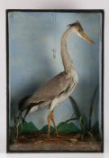 Taxidermy heron (Ardea cinerea), modelled in a standing position, housed in an ebonised glazed case,