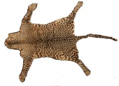 Late Victorian Leopard skin rug, from nose to tail 203cm  Jentel COLLECTED 1/12/22 K8