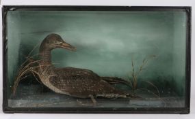 Taxidermy cormorant (Phalacrocorax carbo), modelled on a rocky outcrop base, housed in an ebonised