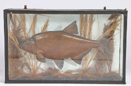 Taxidermy carp, modelled amongst weed and foliage, paper label to case "Alfred & Son, Moorgate