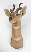 Taxidermy lesser kudu (Tragelaphus Imberbis) mid 20th Century, from the wall 50cm, 86cm high