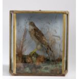 Cased taxidermy study depicting a sparrow hawk (Accipiter Nisus), modelled in a naturalistic