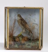Cased taxidermy study depicting a sparrow hawk (Accipiter Nisus), modelled in a naturalistic
