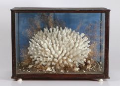 A good Victorian coral diorama depicting a white branching coral surrounded by sea shells on a