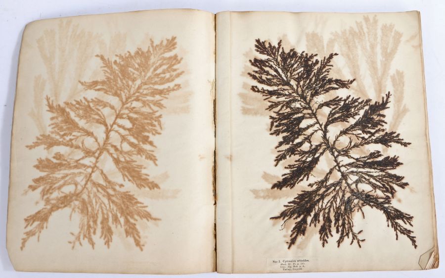 'Algae Danmonienses or Dried Specimens of Marine Plants, Principally Collected in Devonshire;