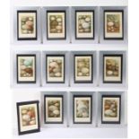 Collection of eleven prints depicting various eggs, later framed, 14cm x 22cm