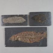Drei Fossilien - 2x Amia Kehreri (Kahlhecht), L.ca. 13,2cm und 22cm, 1x Tropisches Blatt, L.ca.11,2