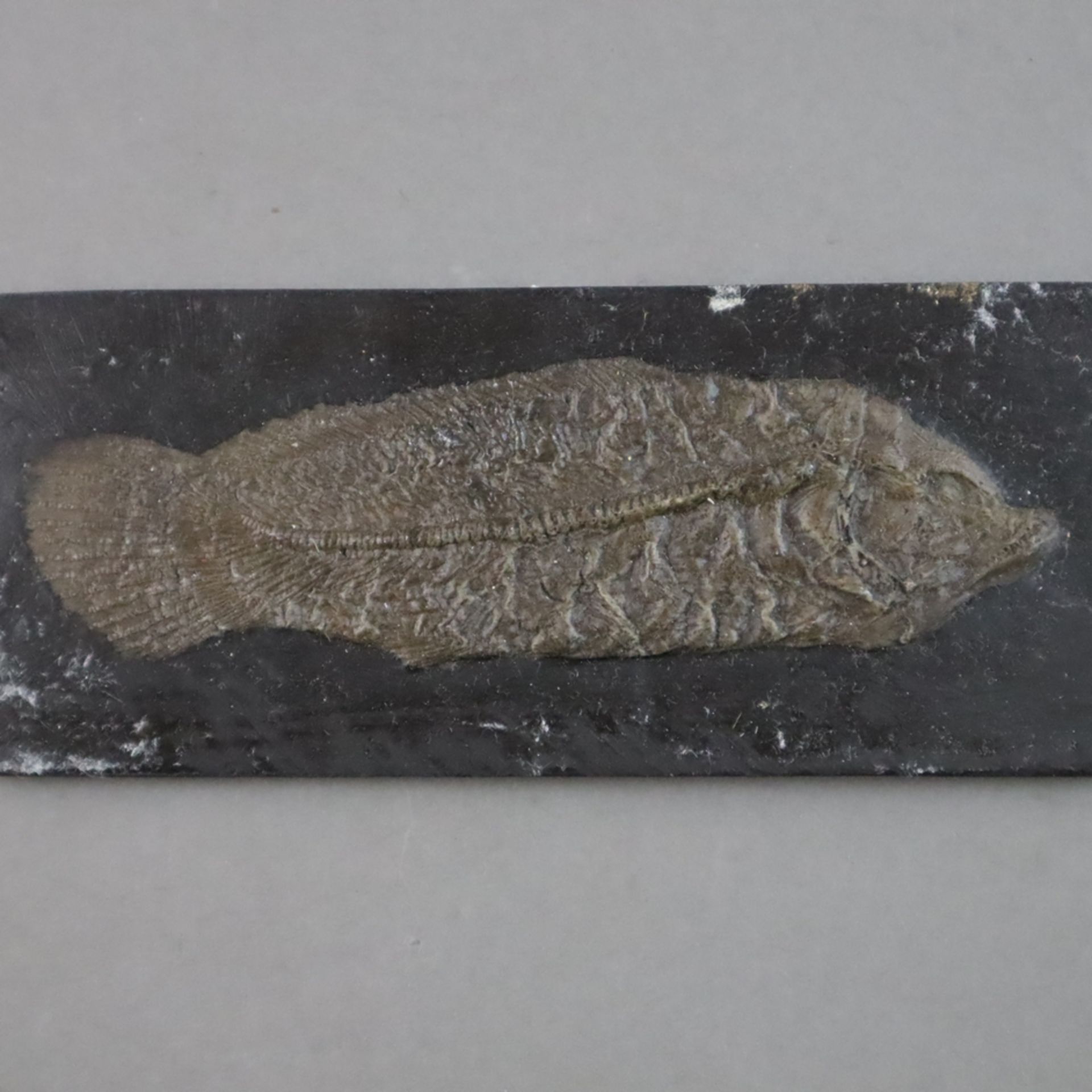 Drei Fossilien - 2x Amia Kehreri (Kahlhecht), L.ca. 13,2cm und 22cm, 1x Tropisches Blatt, L.ca.11,2 - Bild 3 aus 5