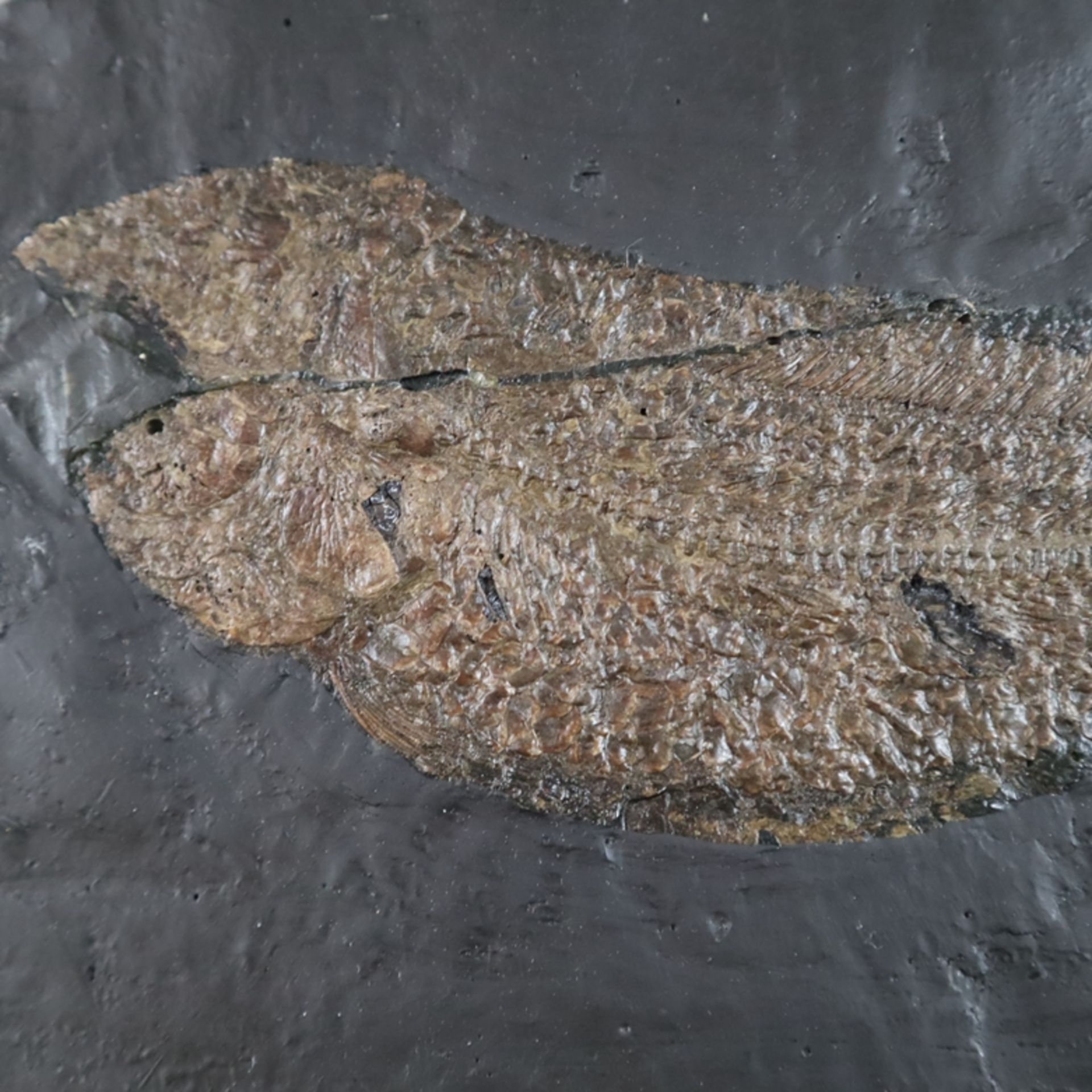 Zwei Fossilien - Amia Kehreri (Kahlhecht), Fundort: Grube Messel bei Darmstadt, Tertiär-Eozän (ca.  - Bild 5 aus 5