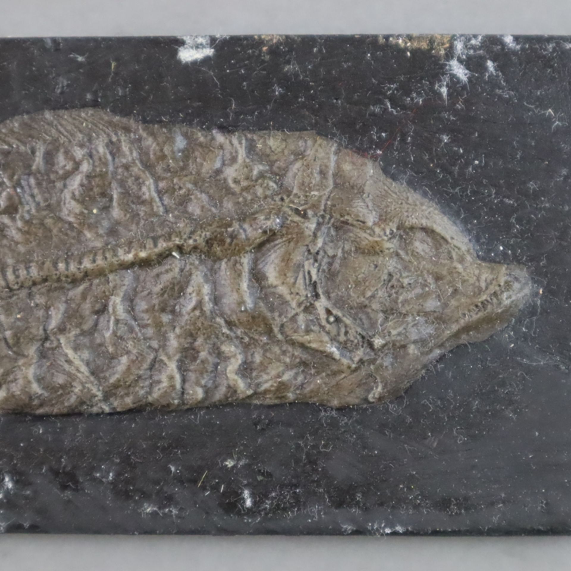 Drei Fossilien - 2x Amia Kehreri (Kahlhecht), L.ca. 13,2cm und 22cm, 1x Tropisches Blatt, L.ca.11,2 - Bild 4 aus 5