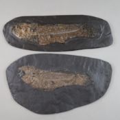 Zwei Fossilien - Amia Kehreri (Kahlhecht), Fundort: Grube Messel bei Darmstadt, Tertiär-Eozän (ca. 