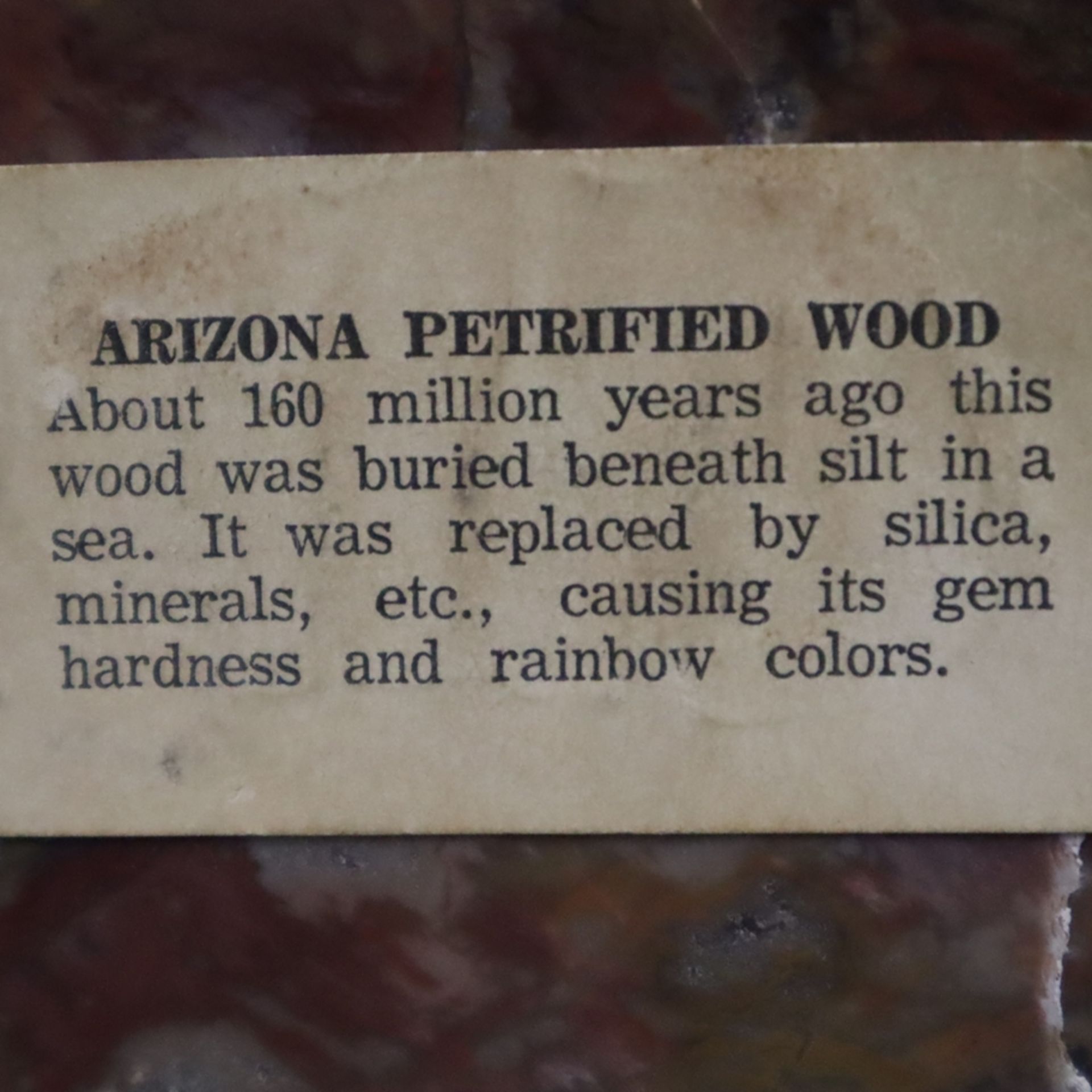 Ein Paar Buchstützen aus versteinertem Holz - Arizona, USA, ca. 160 Millionen Jahre alt, teils glat - Bild 7 aus 7