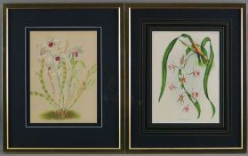 Zwei Orchideen-Darstellungen - 1x "Cymbidium Pendulum", Farblithografie nach G. Putzy von P. de Pan