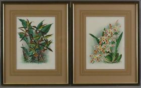 Zwei Orchideen-Darstellungen - "Catasetum Saccatum" und "Odontoglossum Bergmani", zwei Farblithogra
